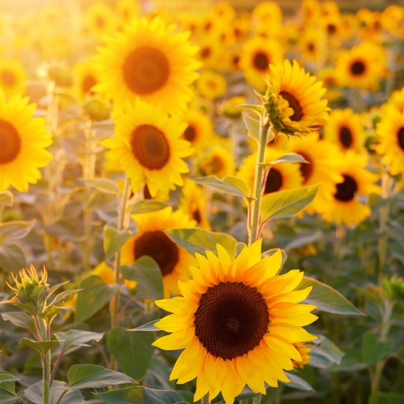 Meet your Posher, Nature - Picture 1 of 1